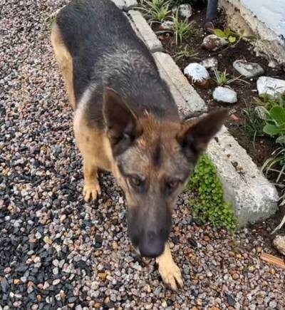 Cachorro encontrado em Criciúma 