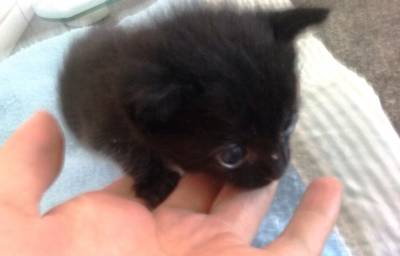 Animal encontrado no bairro Vila Macarini