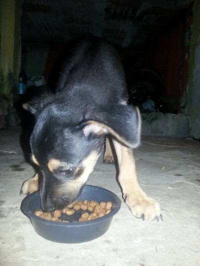 Animal encontrado no bairro Michel
