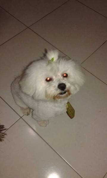 ENCONTRADO!!! Procura-se Maiki