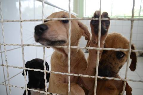 Centro de Zoonoses promove nova feira de adoção