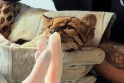 Gato-do-mato é resgatado após ser atropelado em Criciúma