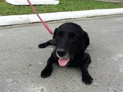 Animal para doação - Labrador