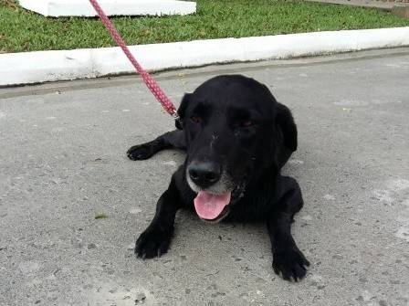 Animal para doação - Labrador