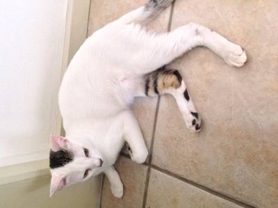 Doação Gato Mimoso