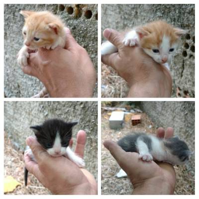 Animal para doação - Bebês