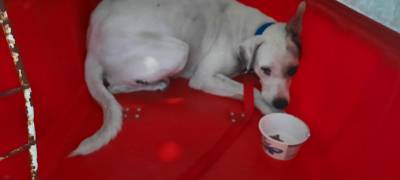 Animal para doação - Branca