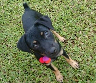 Animal encontrado
