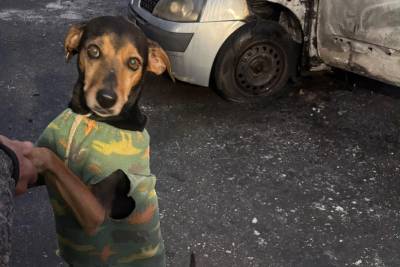 Cachorra escapa de incêndio criminoso após discussão em bar de Criciúma