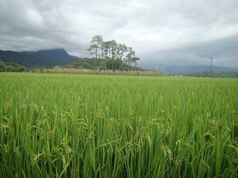 A partir do sul, arroz made in SC no Senegal