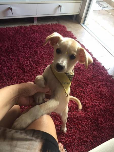 Encontrado Paçoca
