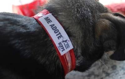 Cães de rua vão ganhar coleiras refletivas