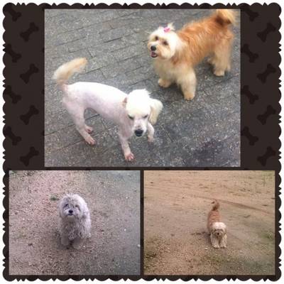 Animal encontrado