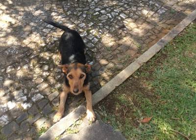 Cadela e seis filhotes recém-nascidos são abandonados no Paço Municipal de Içara 