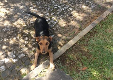 Cadela e seis filhotes recém-nascidos são abandonados no Paço Municipal de Içara 