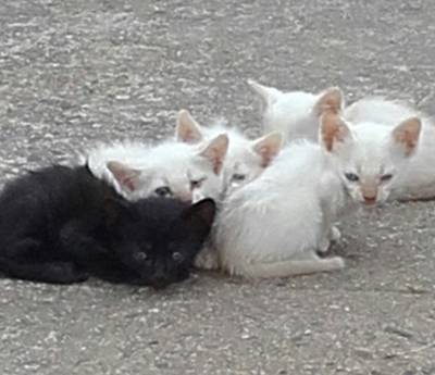 Animal para doação - Ninhadinha De Gatos