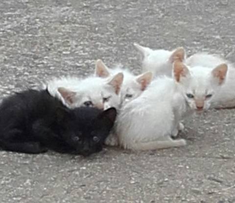 Animal para doação - Ninhadinha De Gatos