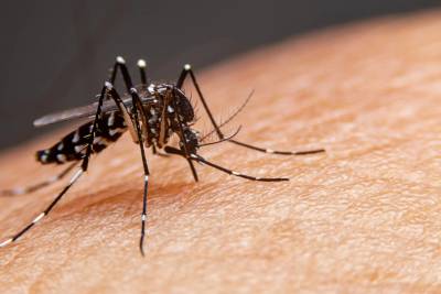 Laguna confirma primeiro caso de dengue contraído no município em 2026