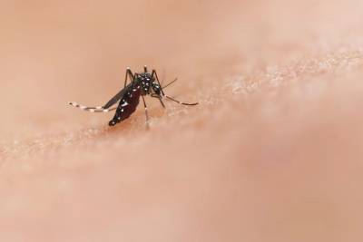 Faixa etária para vacinação contra a dengue é ampliada em Santa Catarina
