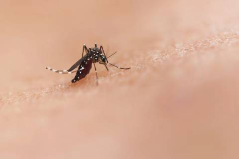 Faixa etária para vacinação contra a dengue é ampliada em Santa Catarina