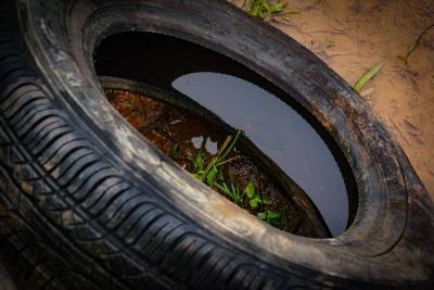 Criciúma registra mais de 60 focos do mosquito Aedes aegypti