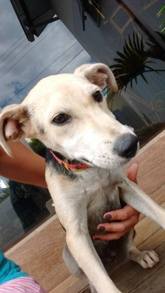 Animal encontrado no bairro Nossa Senhora Da Salete