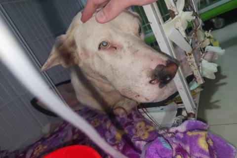 Criciúma: cão baleado por policial militar está estável e segue em recuperação