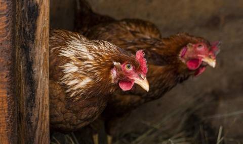‘O foco está erradicado’, afirma Defesa Sanitária Animal sobre gripe aviária em Maracajá 