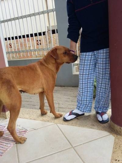 Animal para doação 