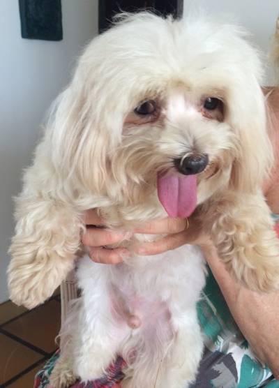 ENCONTADO! Animal encontrado no bairro Zona Sul