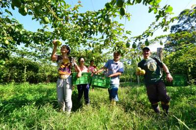 Seminário em Sombrio discute cultivo do maracujá