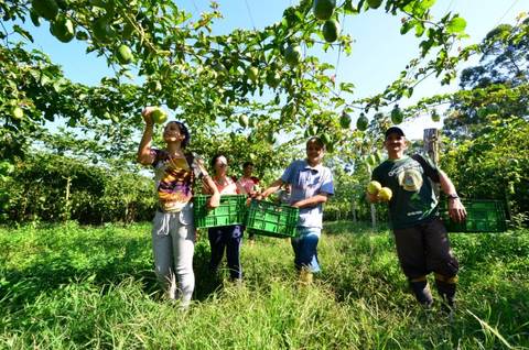 Seminário em Sombrio discute cultivo do maracujá