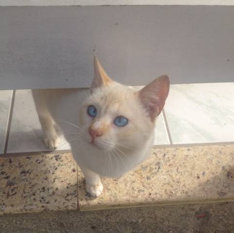 Animal para doação - Gato