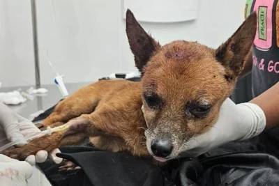 Cachorro abandonado dentro de saco em Criciúma é adotado e ganha novo lar