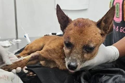 Cachorro abandonado dentro de saco em Criciúma é adotado e ganha novo lar