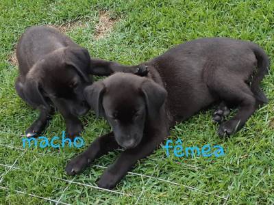 Animais para doação