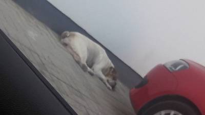 Animal encontrado no bairro Santa Barbara