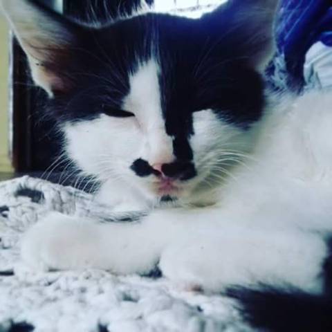 Animal para doação - Mustache