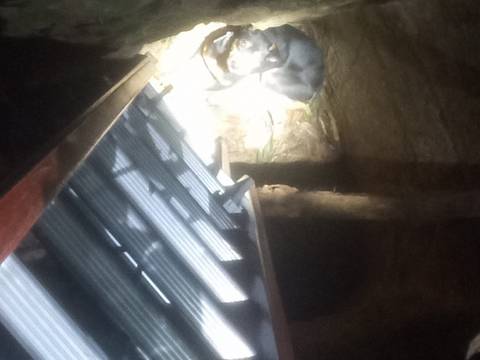 Bombeiros voluntários resgatam cachorro que caiu em buraco de quase sete metros de profundidade