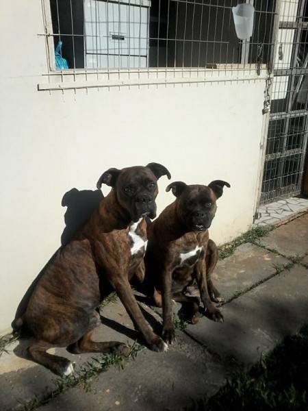 Procura-se Laila E Pingo