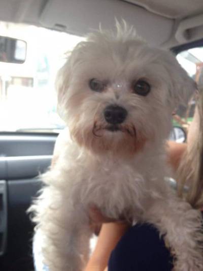Animal encontrado no bairro Pio Correa 