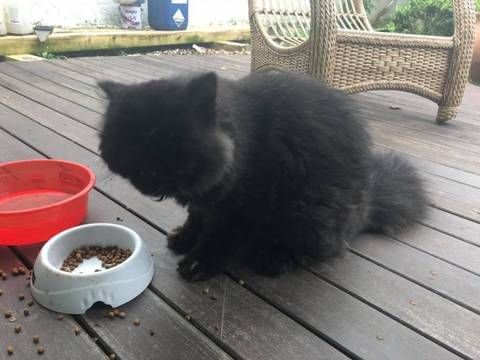 Animal encontrado no bairro Pio Correa