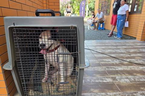 Urussanga abre inscrições para castração de cães e gatos no bairro Bom Jesus