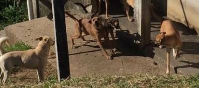 Caso de maus tratos de animais é denunciado na Famcri