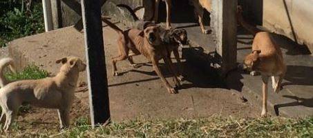 Caso de maus tratos de animais é denunciado na Famcri