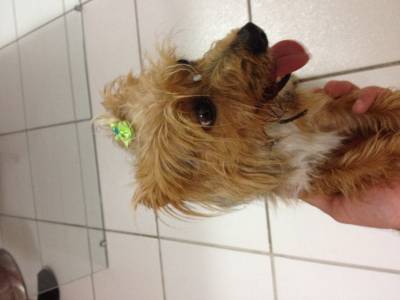 Animal encontrado no bairro Mineira 