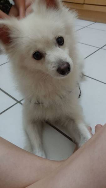 Animal encontrado no bairro Comerciário