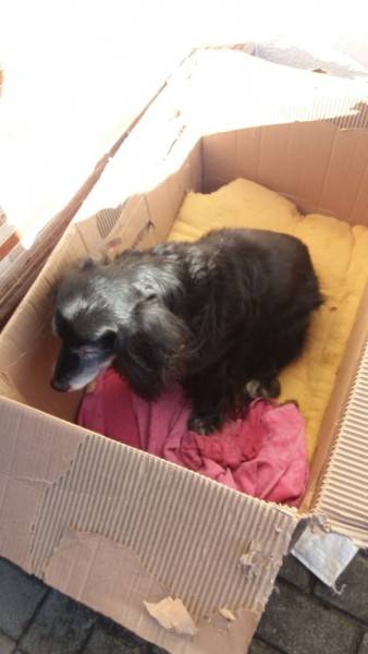Cachorra para adoção em Criciúma 