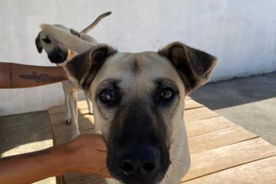 Abandono animal: Nubea enfatiza ações de fiscalização, atendimento e conscientização