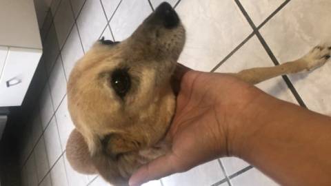 Animal encontrado no bairro Lote 6